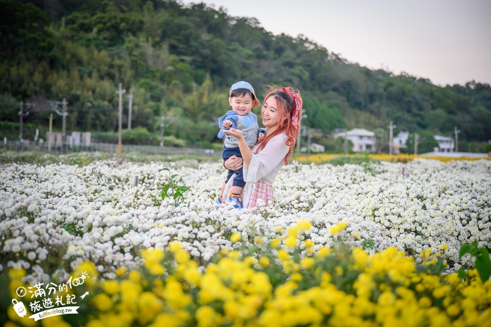 【苗栗銅鑼邱家古厝】杭菊花海追火車地點.季節限定的美景,浪漫11月雪球花海超迷人!
