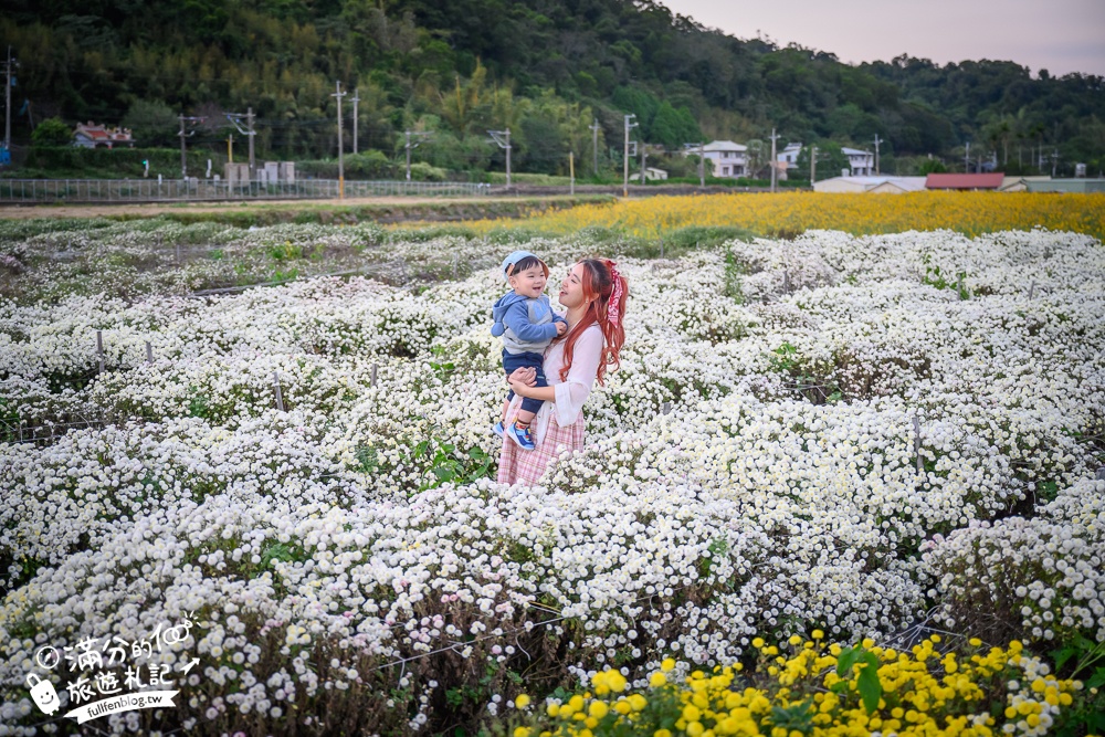 【苗栗銅鑼邱家古厝】杭菊花海追火車地點.季節限定的美景,浪漫11月雪球花海超迷人!