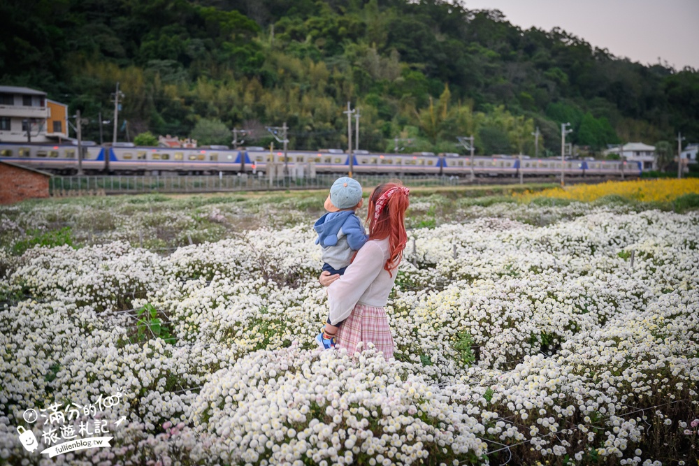 【苗栗銅鑼邱家古厝】杭菊花海追火車地點.季節限定的美景,浪漫11月雪球花海超迷人!