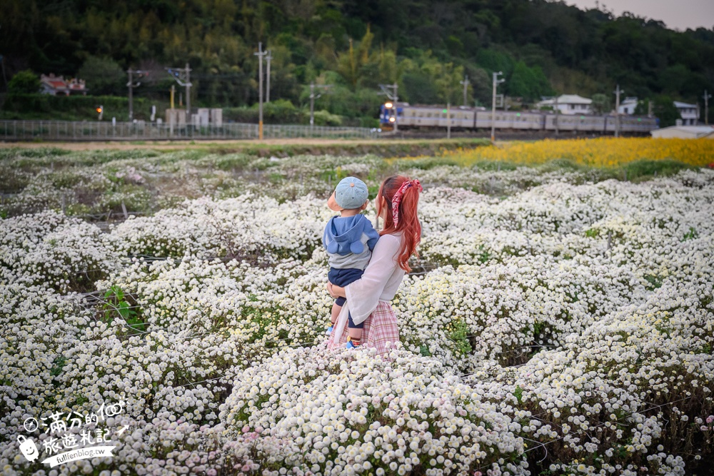 【苗栗銅鑼邱家古厝】杭菊花海追火車地點.季節限定的美景,浪漫11月雪球花海超迷人!