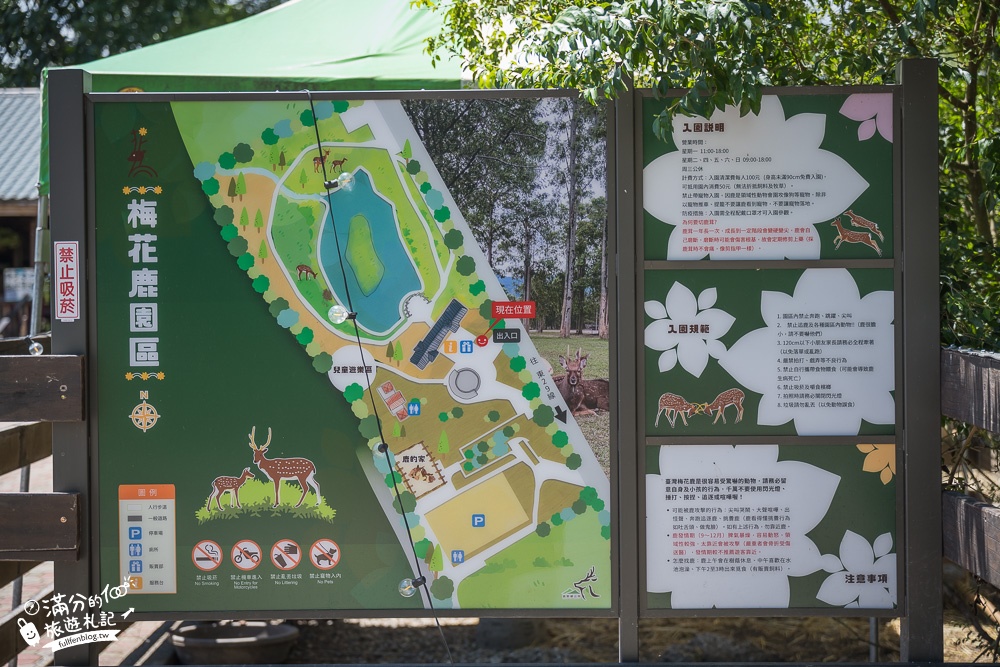 台東景點|鹿野梅花鹿公園|餵食互動.與鹿同行|被野生梅花鹿包圍啦~東台灣森林小奈良!