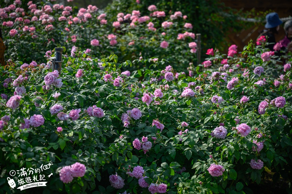台南【雅聞湖濱療癒森林】雅聞觀光工廠最新玫瑰花園,免門票逛花園,還能玩拍泥作歐風小屋!