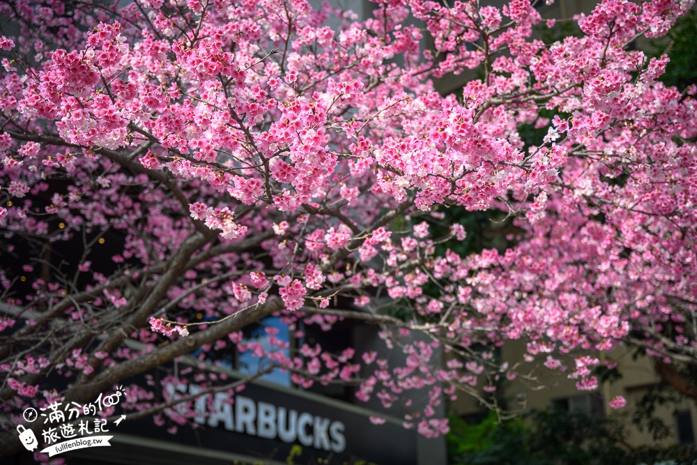林口最美櫻花星巴克【星巴克林口文化三門市】免上山,市區就能輕鬆欣賞爆炸滿開的粉嫩櫻花!