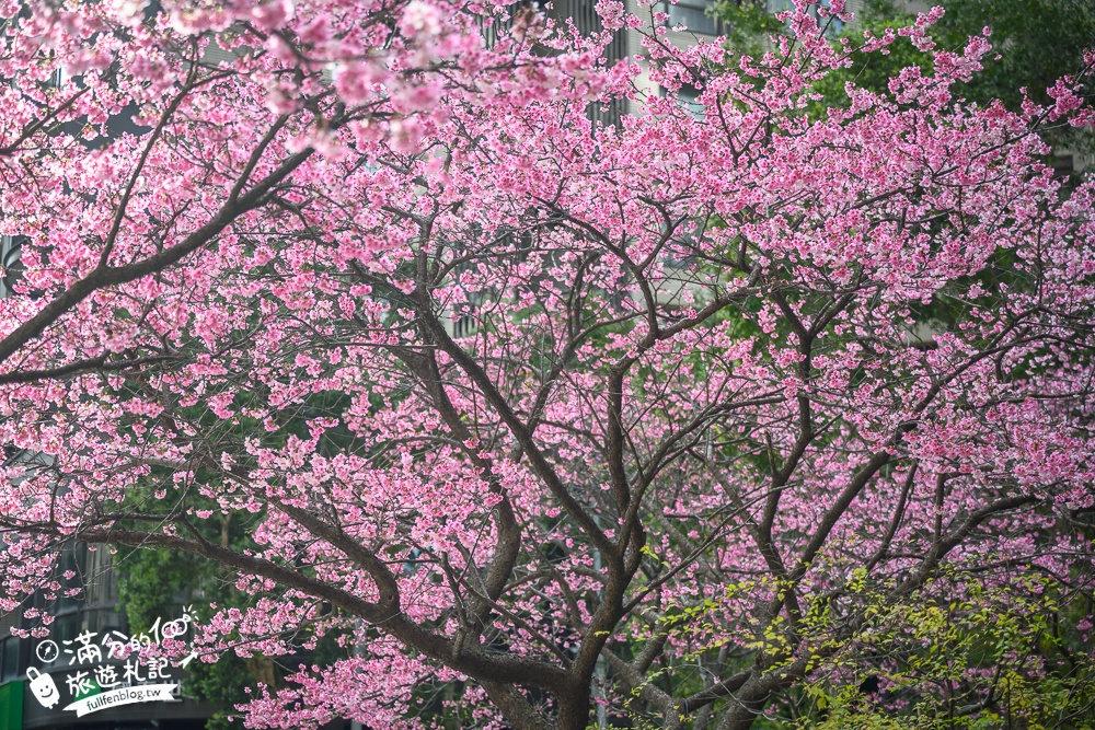 林口最美櫻花星巴克【星巴克林口文化三門市】免上山,市區就能輕鬆欣賞爆炸滿開的粉嫩櫻花!