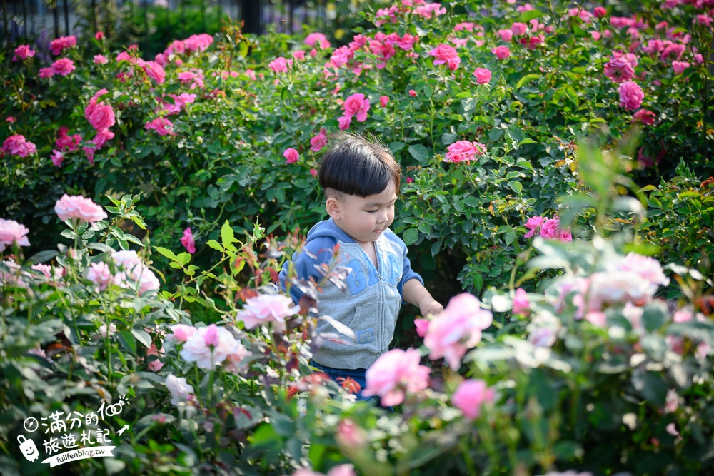 台南【雅聞湖濱療癒森林】雅聞觀光工廠最新玫瑰花園,免門票逛花園,還能玩拍泥作歐風小屋!