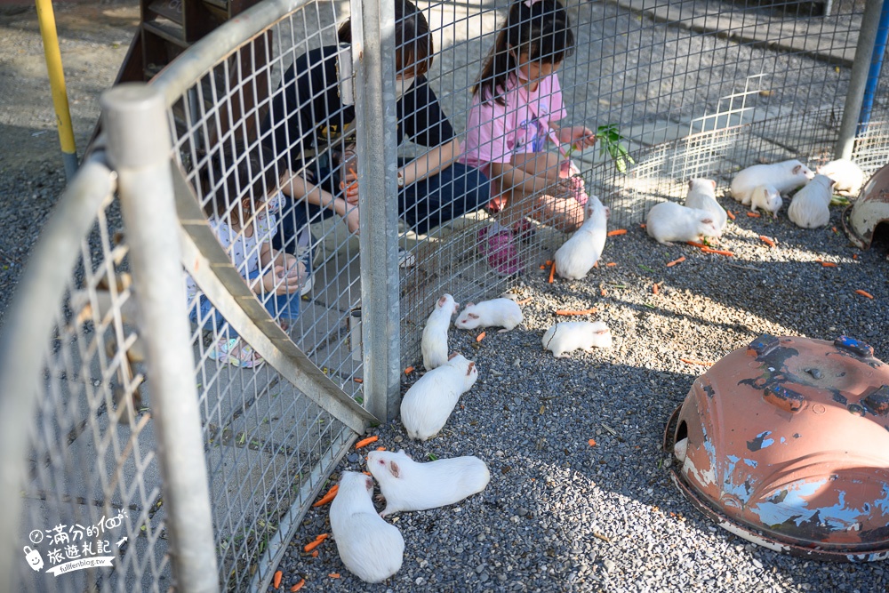台南景點【樹谷農場】最新門票資訊.親子同遊餵食小動物好好玩!