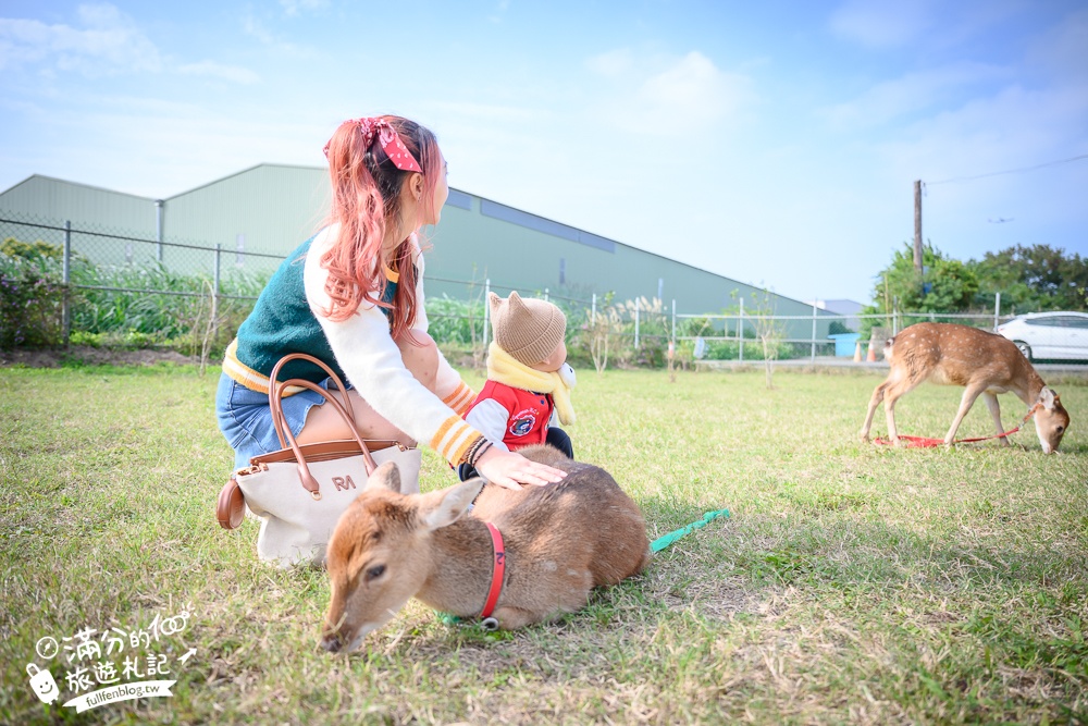 桃園【山腳鹿場水鹿之家】可以看飛機的親子農場.遛梅花鹿.餵水鹿.水豚和泰迪羊好有趣!