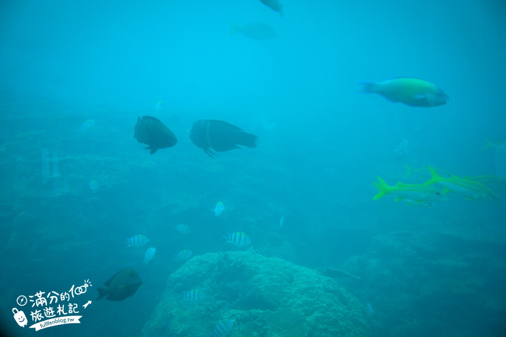 沖繩【海中展望塔】部瀬名海中公園必玩360環景圓窗看魚,以及海底玻璃船,沖繩雨天備案景點!