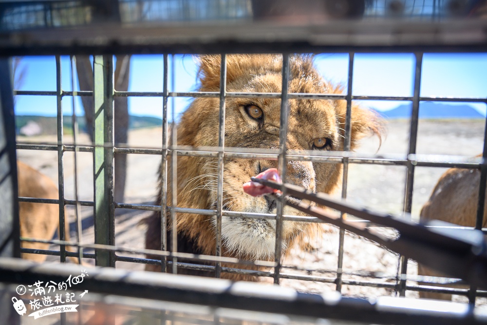 【九州自然動物園】叢林巴士購票玩樂攻略!體驗餵獅子大象和駱駝,還能和長頸鹿合影超震撼!