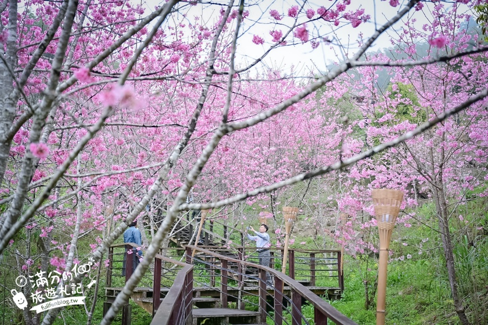【2024阿里山櫻花景點指南】5大阿里山必訪賞櫻秘境.粉紅風暴來襲,季節限定美麗櫻景!