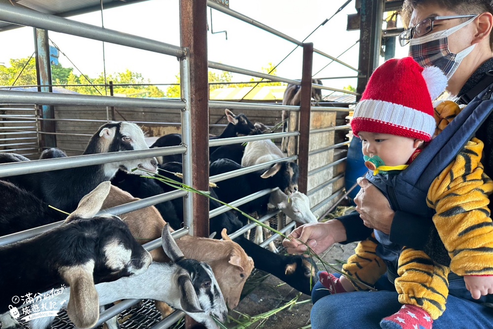 宜蘭景點|宜農牧場|150元門票換飲料飼料,餵小羊.看小豬.擠羊奶體驗,親子趣味農場!