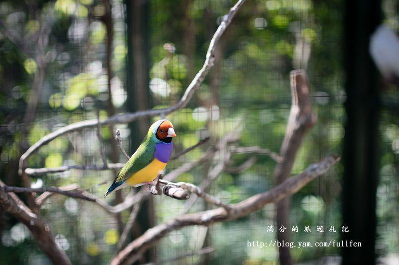 新竹新埔景點|森林鳥花園|親子景點.下午茶.森林溜滑梯.餵鸚鵡體驗|探花尋鳥~和大自然一起同樂!