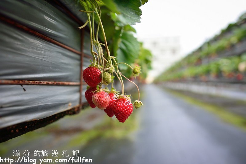 【苗栗。大湖景點】戀上甜美草莓園 / 草莓季 ~ 採草莓(高架草莓) ~ 在草莓園裡與莓共影