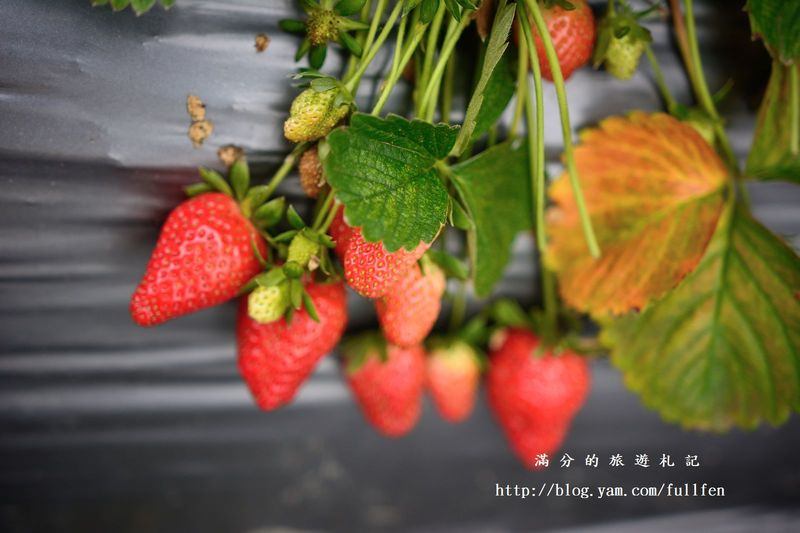 台北內湖景點|內湖採草莓趣.白石湖草莓園&莓圃休閒農園 ~草莓季開始囉!!!