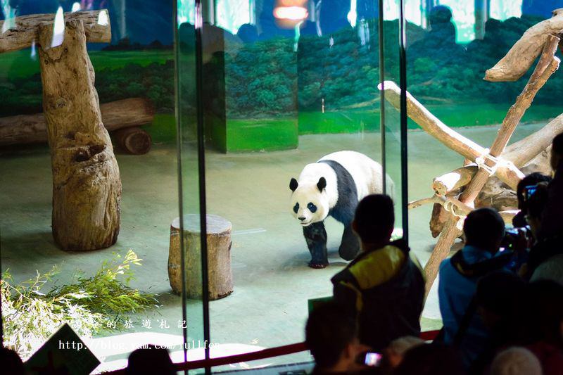 台北。動物園~療癒古錐小圓仔 @滿分的旅遊札記
