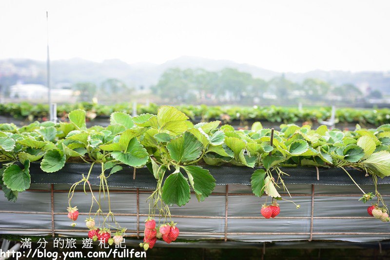 【苗栗。大湖景點】戀上甜美草莓園 / 草莓季 ~ 採草莓(高架草莓) ~ 在草莓園裡與莓共影