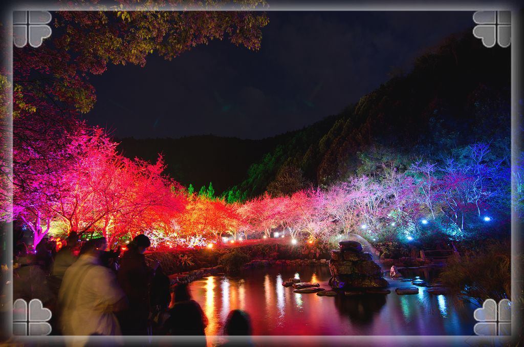 南投魚池景點》九族文化村櫻花季 台灣第一夜櫻 季節限定的美景