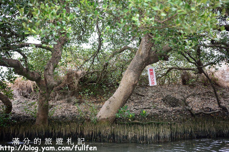 台南安南景點》四草綠色隧道|台灣迷你版的亞馬遜河~祕境後花園.遊湖欣賞紅樹林自然生態!
