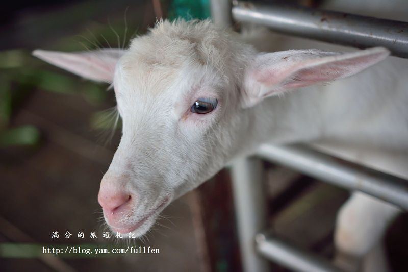 宜蘭冬山景點》宜農牧場 餵豬、餵羊、餵白免~與動物們的親密接觸。貼近大自然的農地